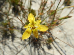 Moraea inconspicua