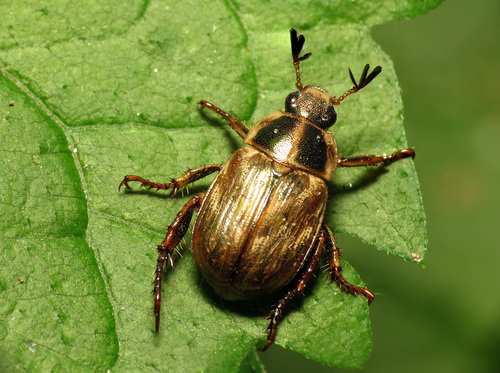 Oriental beetle
