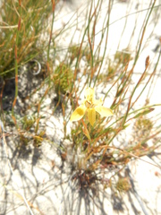 Moraea inconspicua