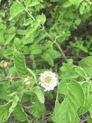 Lantana peduncularis