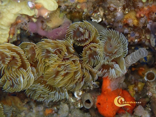 Photo of Twin fanworm (Bispira volutacornis)