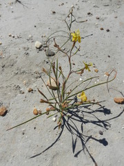 Moraea inconspicua