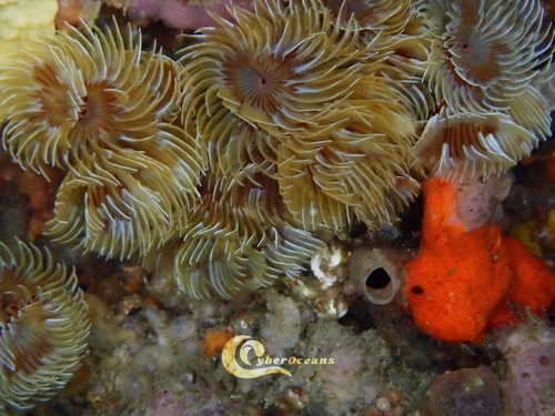 Photo of Twin fanworm (Bispira volutacornis)