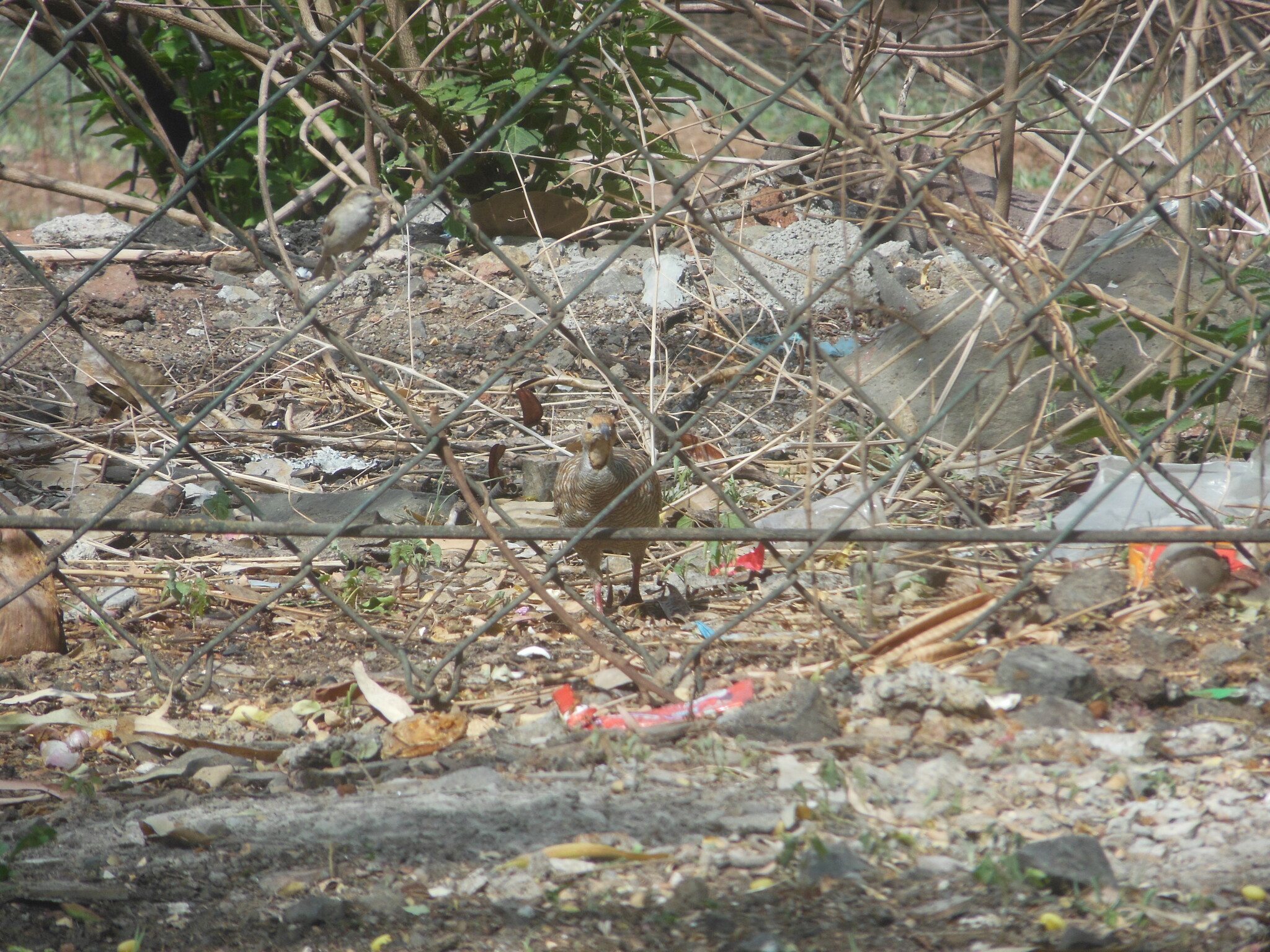 Grey Francolin