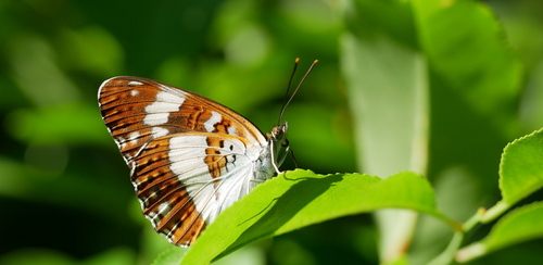 Eurasian White Admiral, 6956 Spankeren, Nederland, photo 10 of 10