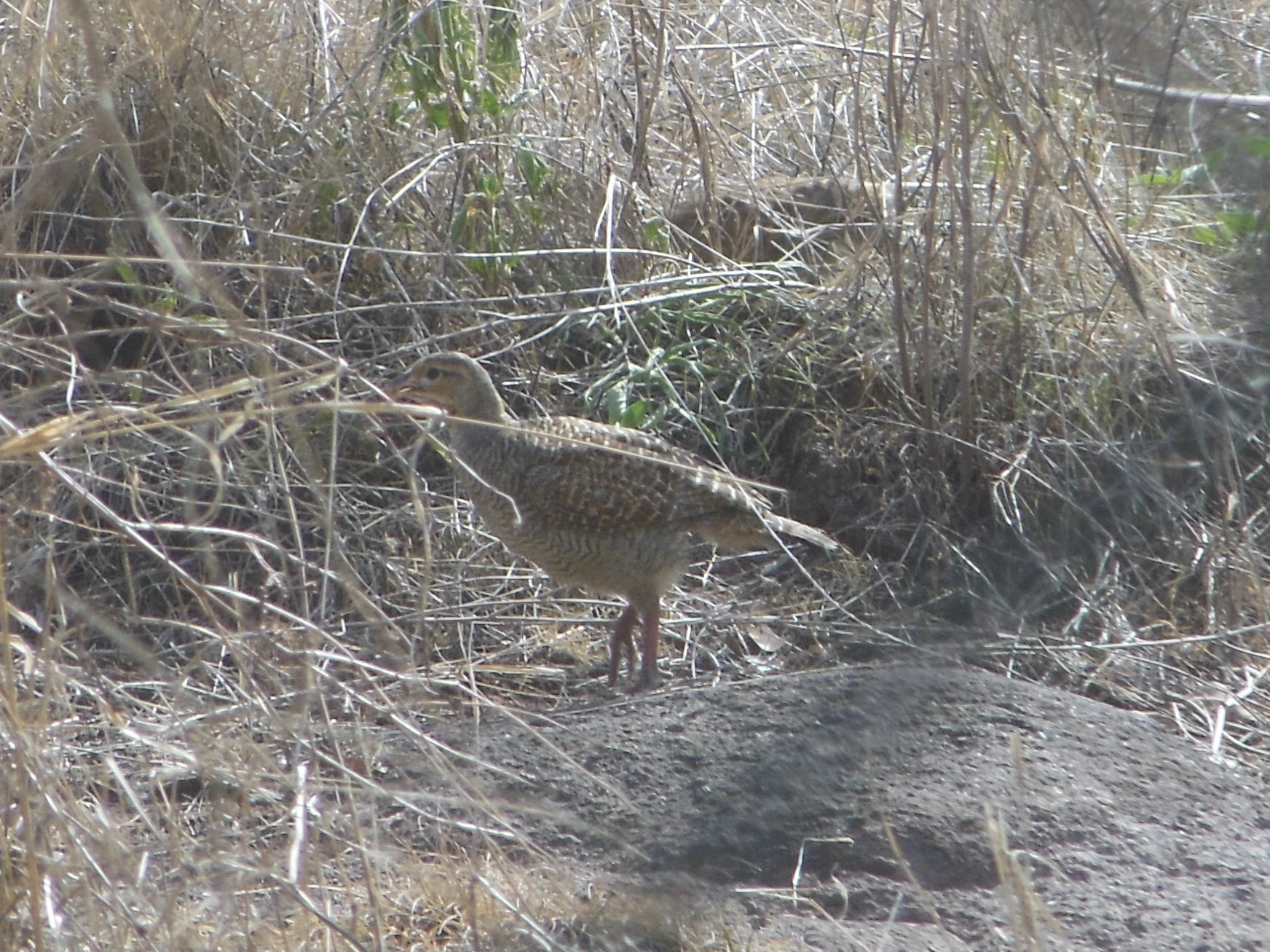 Grey Francolin