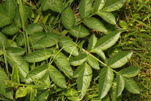 Wild Angelica (Angelica sylvestris)