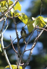 Mniotilta varia image
