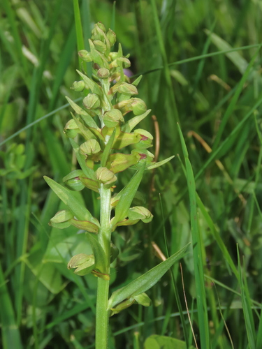 Frog Orchid