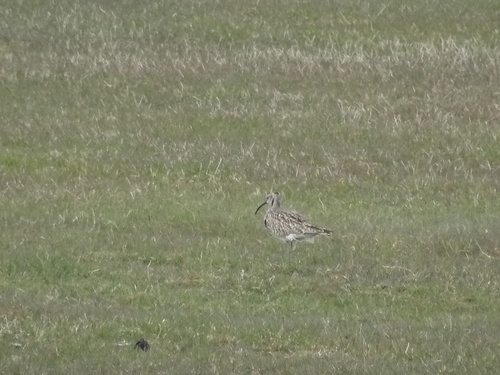 Hvizdák malý (Numenius phaeopus)