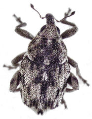 Hypurus bertrandi