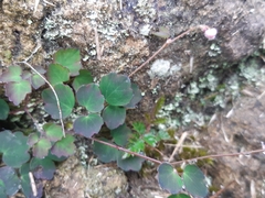 Thalictrum urbainii