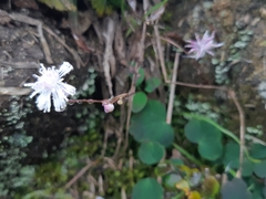Thalictrum urbainii