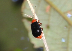 Coleoptera