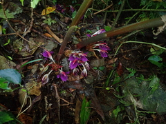 Zingiber shuanglongensis