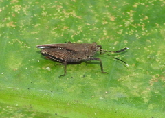 Phaesticus mellerborgi