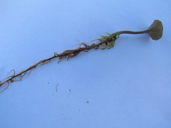 Arrhenia sphagnicola image