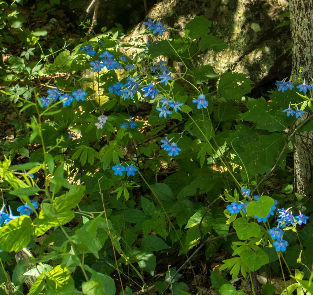 newton-s-larkspur-from-newton-county-ar-usa-on-june-19-2023-at-12-34