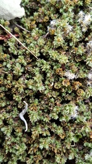 Kelleria laxa
