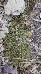 Kelleria laxa