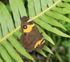 Tisiphone abeona albifascia