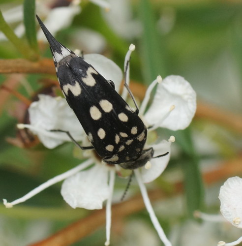 Hoshihananomia leucosticta · iNaturalist Australia