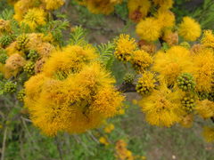 Vachellia caven