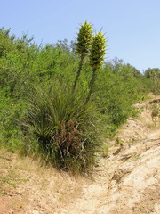 Puya chilensis