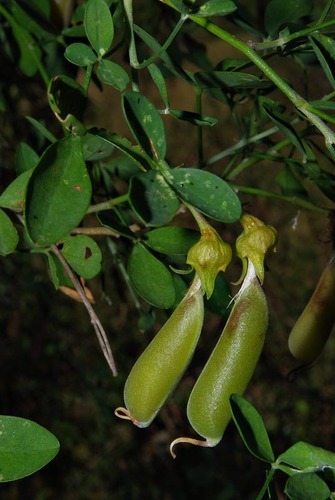 Crotalaria monteiroi var. monteiroi image