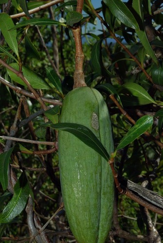 Stomatostemma monteiroae image