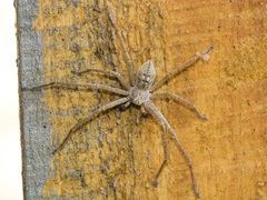 Olios sericeus