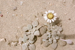 Urmenetea atacamensis