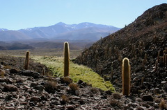 Trichocereus atacamensis