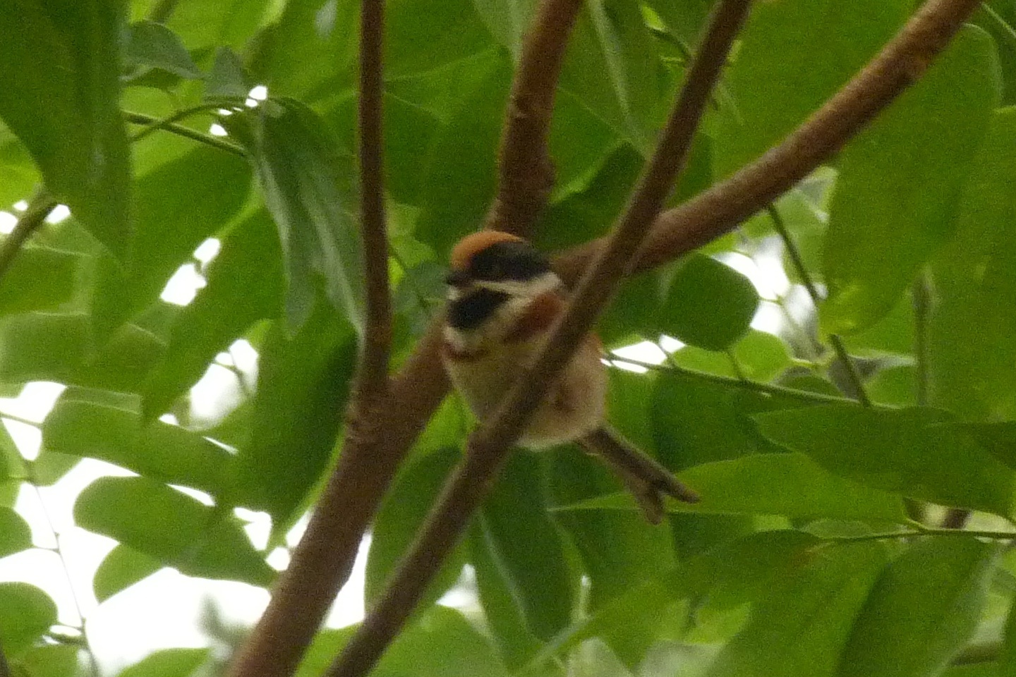 Black-throated Bushtit