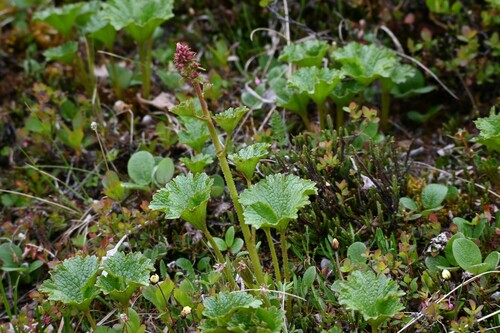Image of Boykinia richardsonii by (c) Syd Cannings, some rights reserved (CC BY)