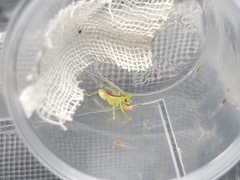 Eugryllacris comotti