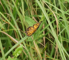 Heteronympha cordace