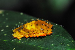 Eterusia aedea formosana