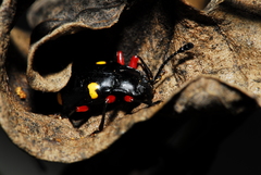 Eumorphus quadriguttatus pulchripes