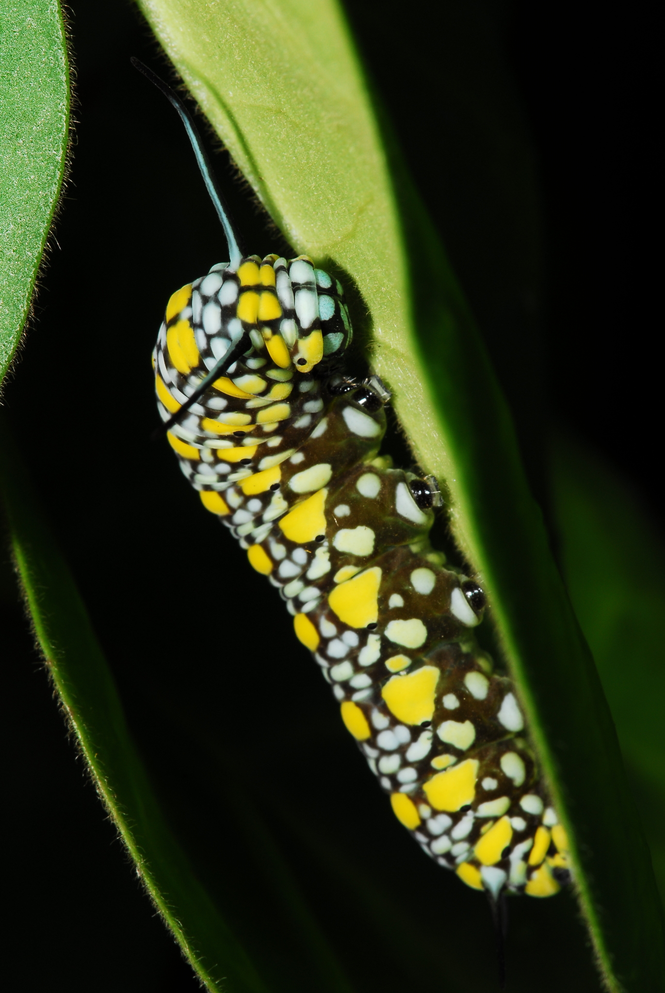 Chestnut Tiger (Parantica sita) · iNaturalist