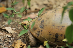 Indotestudo elongata