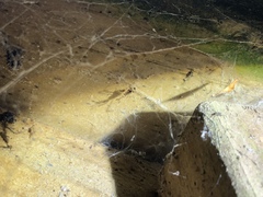 Stenolemus fraterculus