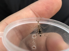 Stenolemus fraterculus