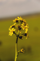 Ligularia glauca