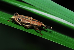 Sphenocorynes kosempoensis