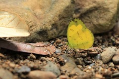Eurema andersoni