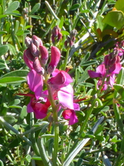 Indigofera sp-aff-platypoda