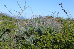 Indigofera sp-aff-platypoda