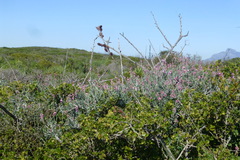 Indigofera sp-aff-platypoda