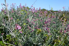 Indigofera sp-aff-platypoda